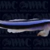 Neon Blue Cleaner Goby - Aquacultured - USA -Coral Shop 2187469