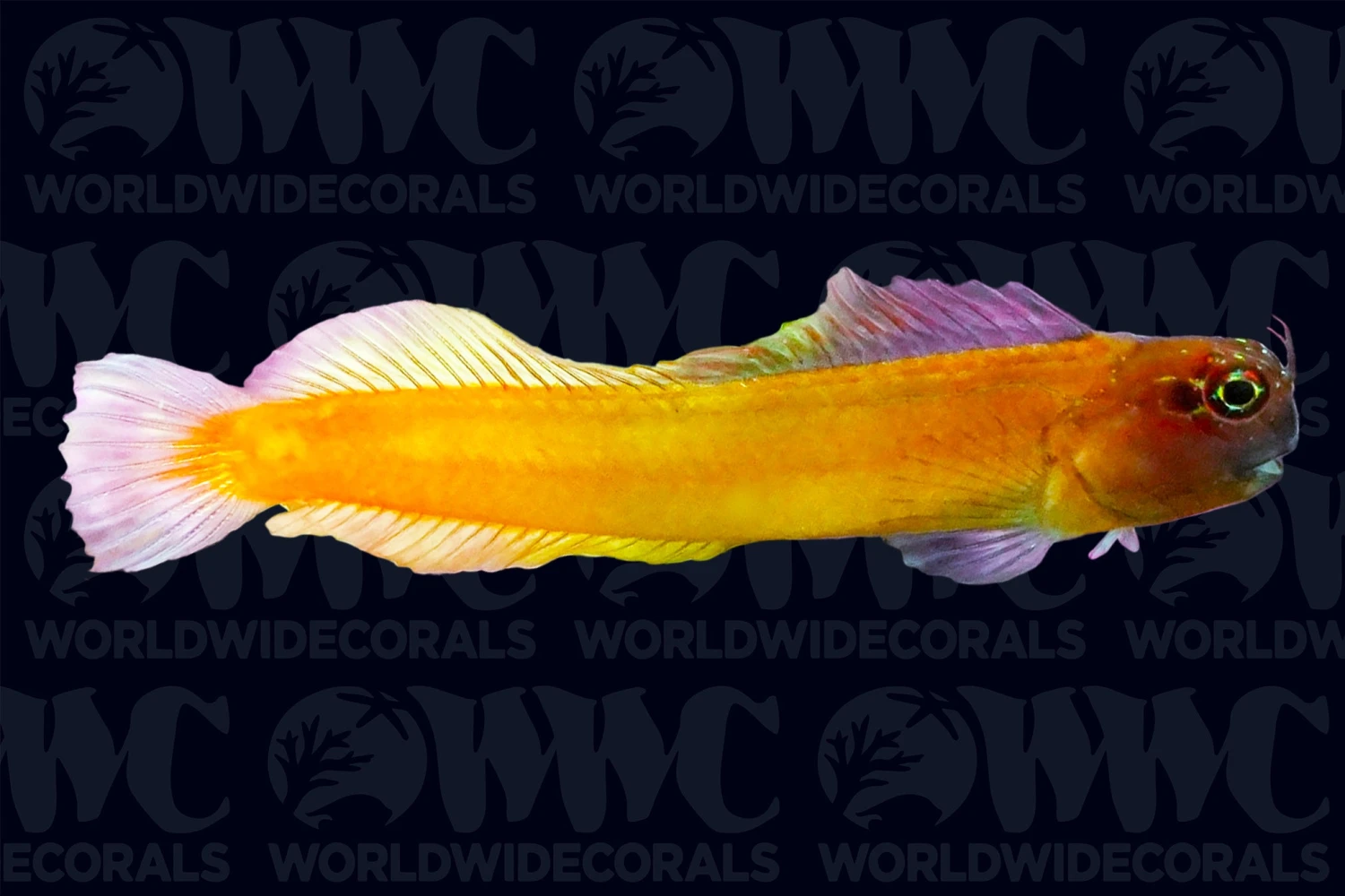 Gulf Blenny - Juvenile - Aquacultured - USA 3 Gulf Blenny - Juvenile - Aquacultured - USA