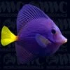 Purple Tangs Aquacultured- USA 1 Purple Tangs Aquacultured- USA -Coral Shop 2239161d