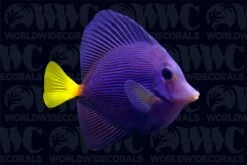 Purple Tangs Aquacultured- USA