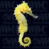 Longsnout Seahorse - Aquacultured - Australia 1 Longsnout Seahorse - Aquacultured - Australia -Coral Shop 2285083