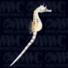 Potbelly Seahorse - Aquacultured - Australia -Coral Shop 2285223