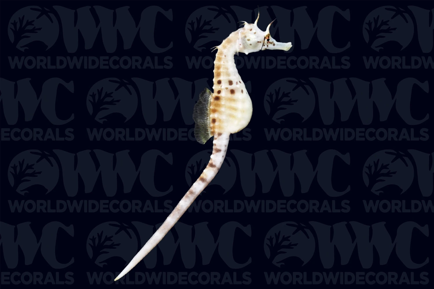 Potbelly Seahorse - Aquacultured - Australia 3 Potbelly Seahorse - Aquacultured - Australia