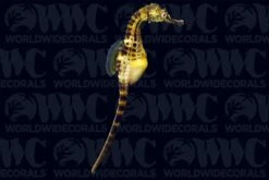 Potbelly Seahorse - Male - Aquacultured - Australia