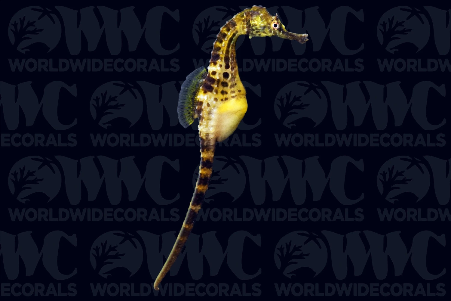 Potbelly Seahorse - Male - Aquacultured - Australia 3 Potbelly Seahorse - Male - Aquacultured - Australia