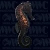 Kuda Seahorse - Male - Aquacultured - Australia 1 Kuda Seahorse - Male - Aquacultured - Australia -Coral Shop 2285243