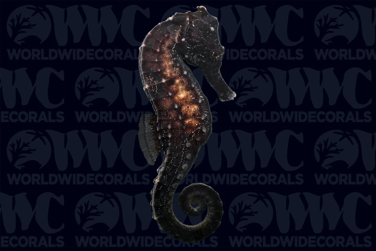 Kuda Seahorse - Male - Aquacultured - Australia 3 Kuda Seahorse - Male - Aquacultured - Australia