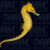 Barbouri Seahorse - Male - Aquacultured - Australia -Coral Shop 2285313