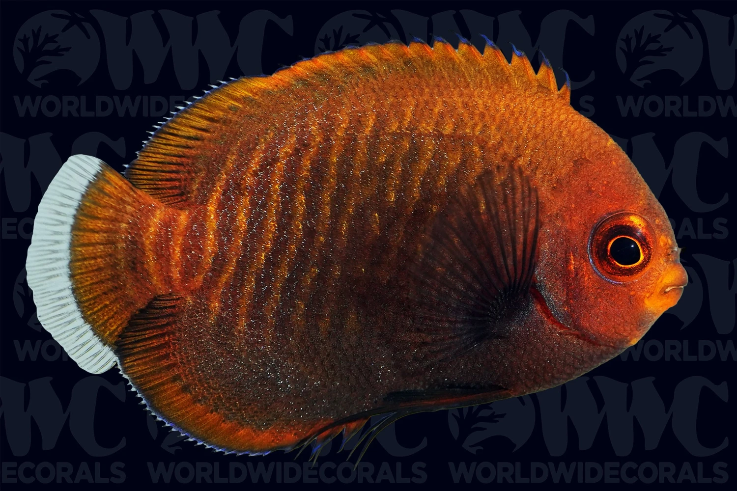 Golden Pygmy Angelfish - Aquacultured- Bali Aquarich - Indonesia 3 Golden Pygmy Angelfish - Aquacultured- Bali Aquarich - Indonesia