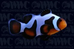 Da Vinci Grade A Clownfish - Aquacultured - USA