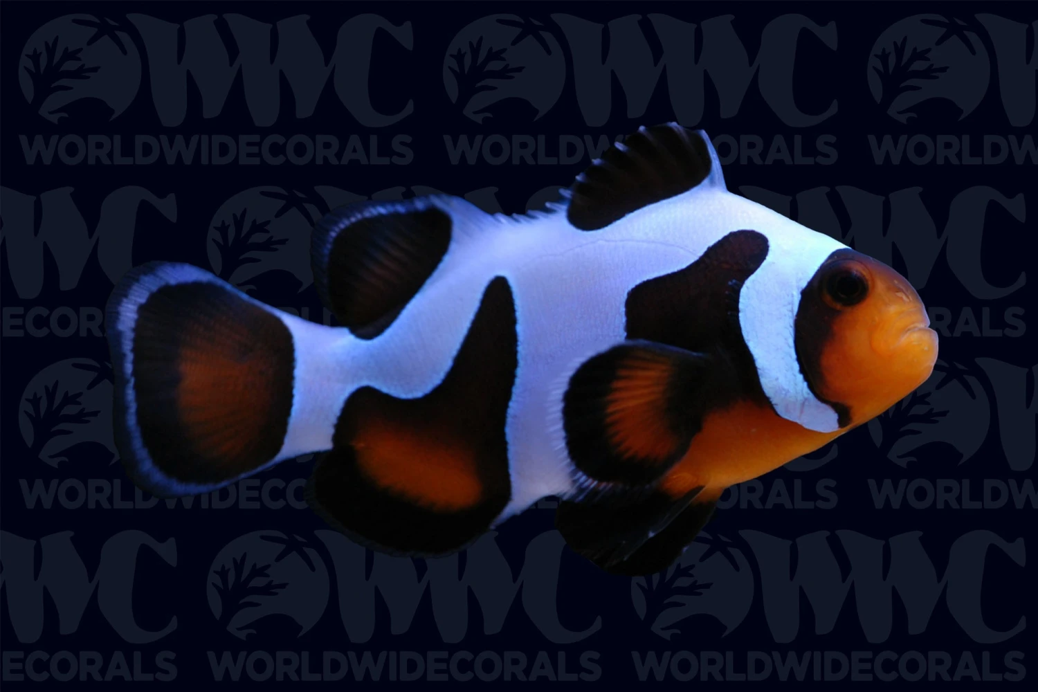 Da Vinci Grade A Clownfish - Aquacultured - USA 3 Da Vinci Grade A Clownfish - Aquacultured - USA