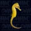 Kuda Seahorse - Aquacultured - Australia -Coral Shop 2916833