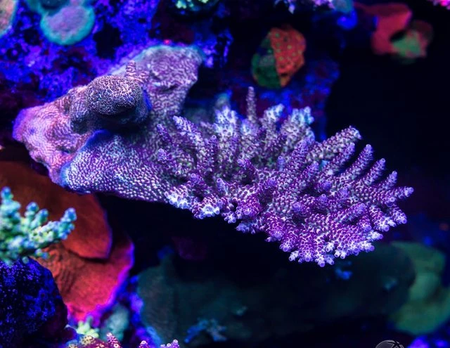 WWC Blazing Banshee Acropora 4 WWC Blazing Banshee Acropora - Image 2