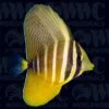 Sailfin Tang - Fiji 1 Sailfin Tang - Fiji -Coral Shop 3315382