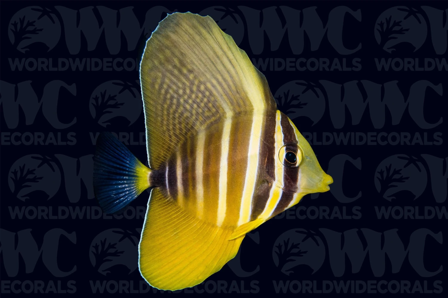 Sailfin Tang - Fiji 3 Sailfin Tang - Fiji