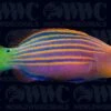 Six Line Wrasse- Fiji 1 Six Line Wrasse- Fiji -Coral Shop 3335802