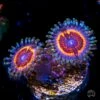 Armor Of God Zoanthids
