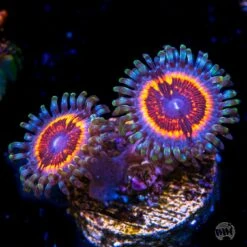 Armor Of God Zoanthids