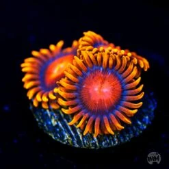 Bam Bamz Zoanthids