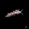 Berghia Nudibranch (Aiptasia Eaters!) -Coral Shop Berghia Nudibranch 0035 sm