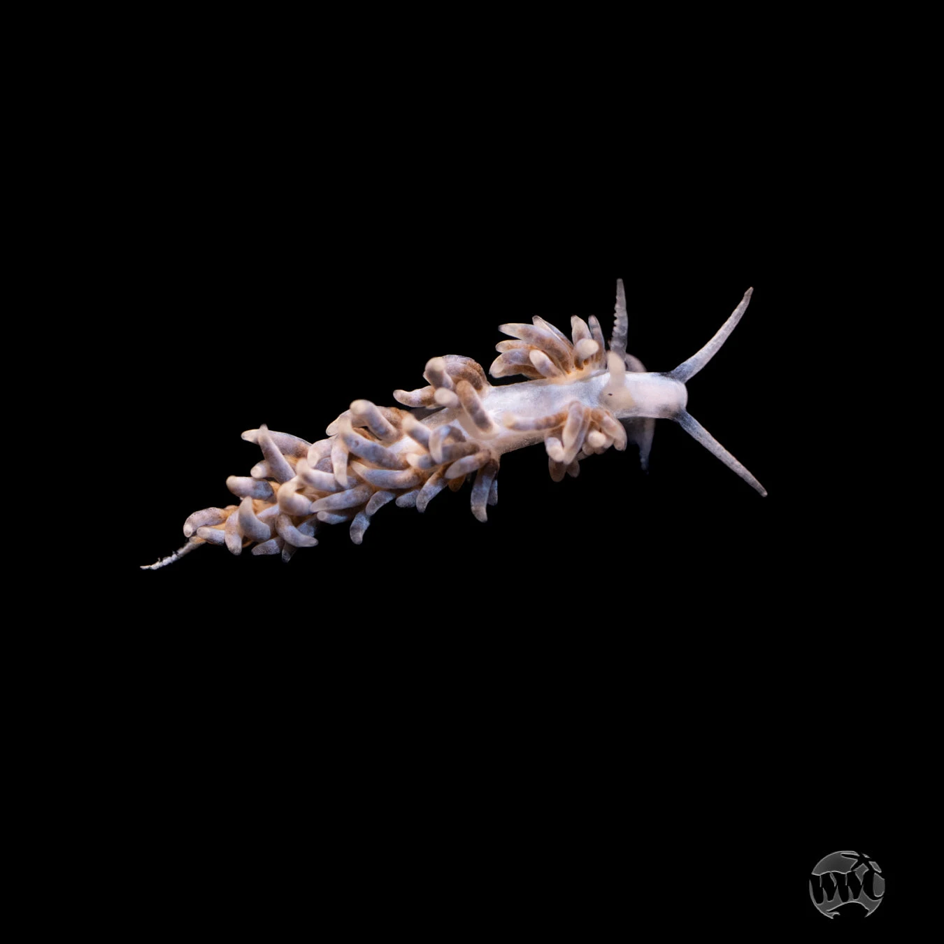 Berghia Nudibranch (Aiptasia Eaters!) 3 Berghia Nudibranch (Aiptasia Eaters!)