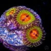 Bowtie Blaster Zoanthids -Coral Shop Bowtie Blaster Zoanthids 2