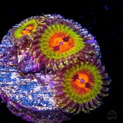 Bowtie Blaster Zoanthids