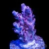 CB Beast Mode Acropora -Coral Shop CB Beast Mode Acropora