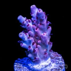 CB Beast Mode Acropora