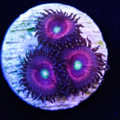 Cat Eyes Zoanthids