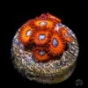Charmander Zoanthids -Coral Shop Charmander Zoanthids