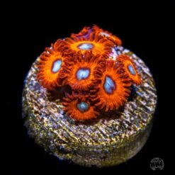 Charmander Zoanthids