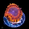 Cinder Zoanthids -Coral Shop Cinder Zoanthids 2