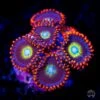 Circus Zoanthids -Coral Shop Circus Zoanthids