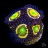 Citrus Cooler Zoanthids -Coral Shop Citrus Cooler Zoanthid