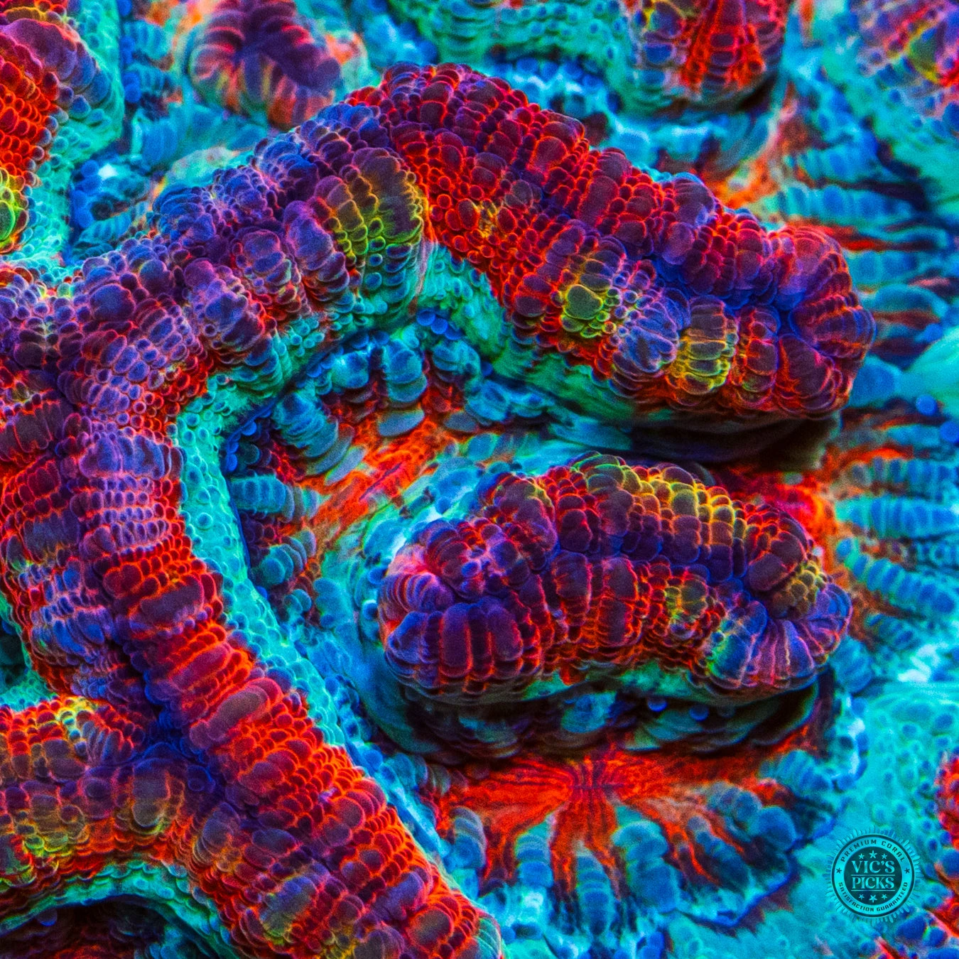 Love Tiger Symphyllia Wilsoni 4 Love Tiger Symphyllia Wilsoni - Image 2