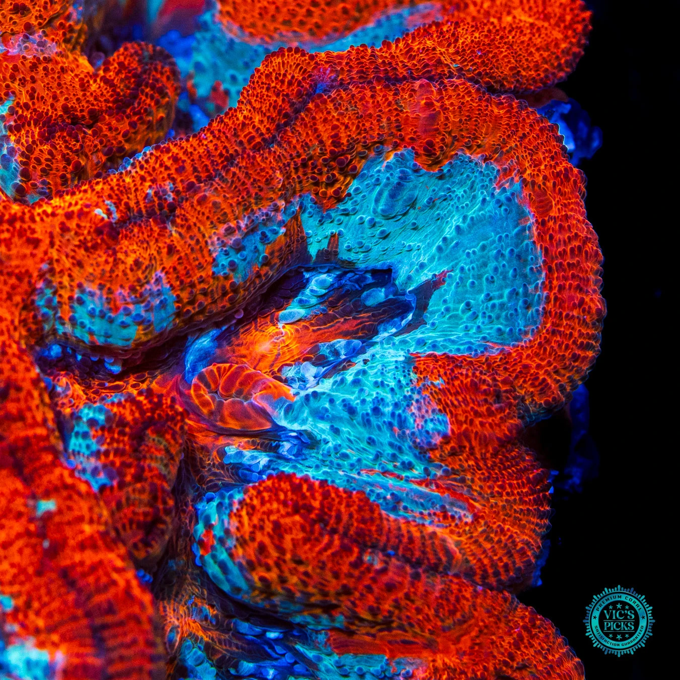 Raging Tiger Symphyllia Wilsoni 4 Raging Tiger Symphyllia Wilsoni - Image 2