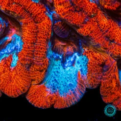 Raging Tiger Symphyllia Wilsoni 8 Raging Tiger Symphyllia Wilsoni -Coral Shop DSC00066 73e79571 b5c6 494d a8b0 d39134c5b263