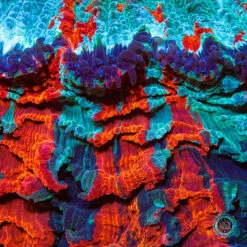 Firestorm Acanthophyllia -Coral Shop DSC00102