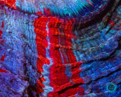 Polar Vortex Acanthophyllia -Coral Shop DSC00115 8609a21a 6bd4 4f37 91cb a6188b6ae378