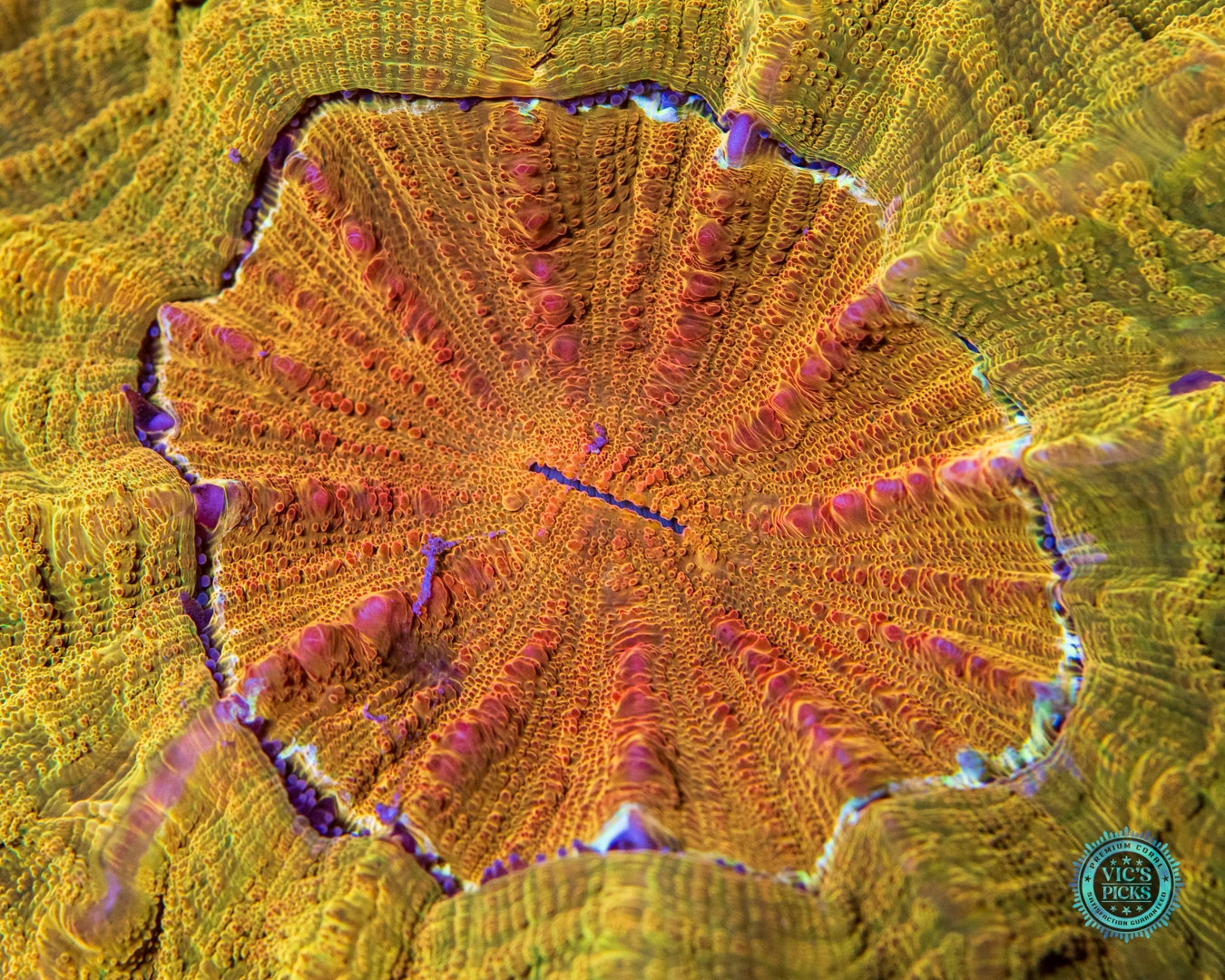 High Noon Acanthophyllia 4 High Noon Acanthophyllia - Image 2