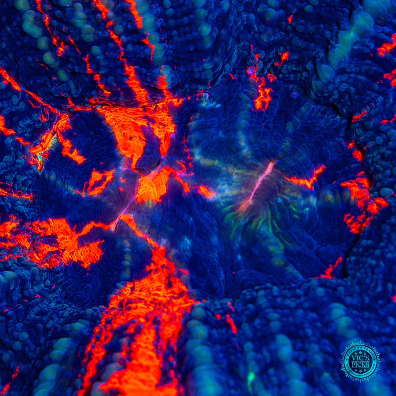 Split Down The Middle Warpaint Scolymia 4 Split Down The Middle Warpaint Scolymia - Image 2