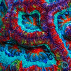 Love Tiger Symphyllia Wilsoni 9 Love Tiger Symphyllia Wilsoni -Coral Shop DSC09977