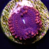 Darth Maul Zoanthids -Coral Shop Darth Maul Zoanthid
