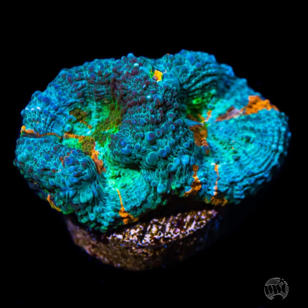 Earthbound Echinata Coral 3 Earthbound Echinata Coral