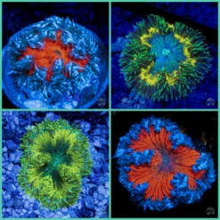 Mystery Flower Anemone