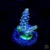 GH Aqua Delight Acropora 1 GH Aqua Delight Acropora -Coral Shop GH AQUA DELIGHT