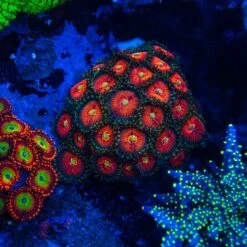 Coral Shop -Coral Shop God of War Zoanthids 0283 SM
