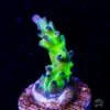 Gonzo Blueberry Diesel Acropora 1 Gonzo Blueberry Diesel Acropora -Coral Shop Gonzo Blueberry Diesel acropora