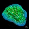 Green Eggs And Ham Montipora Coral
